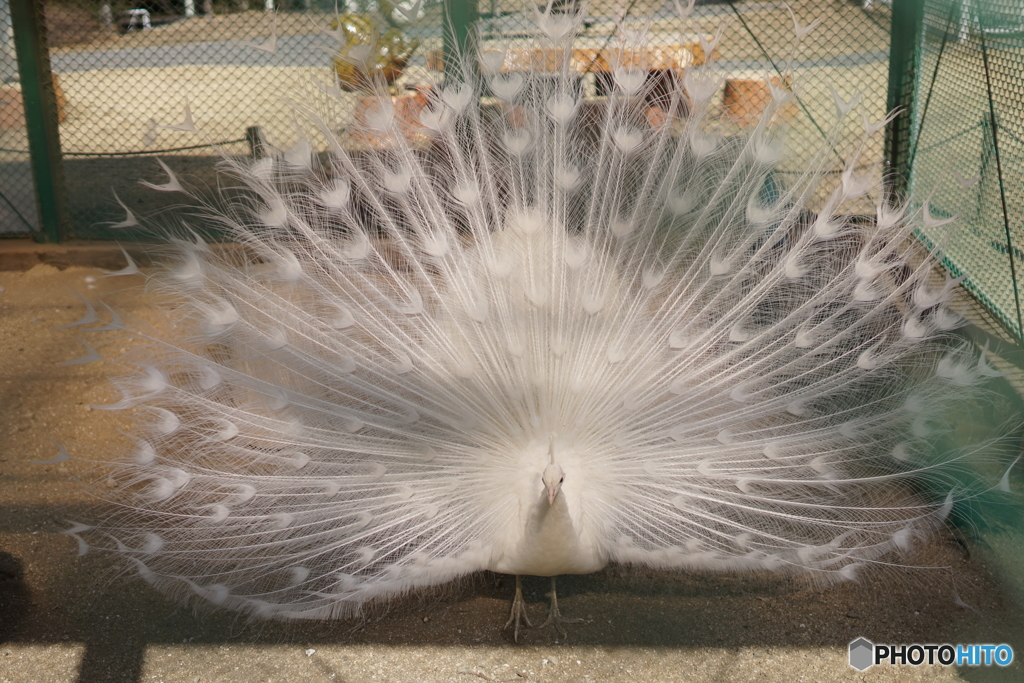 神々しい白孔雀