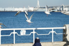 山下公園のカモメたち