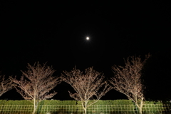 土肥桜と満月