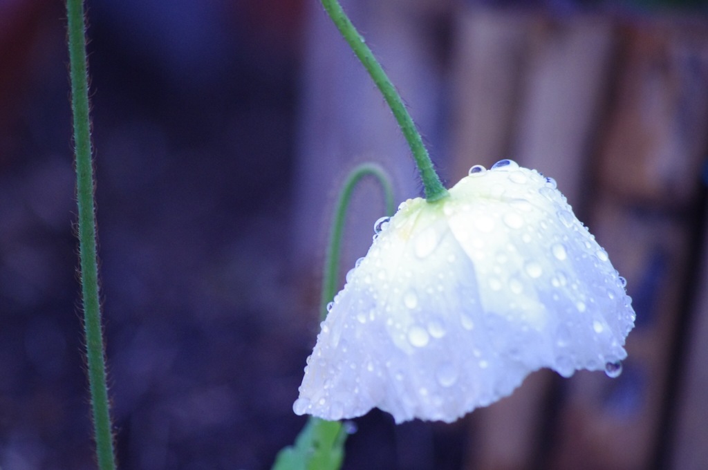 白花