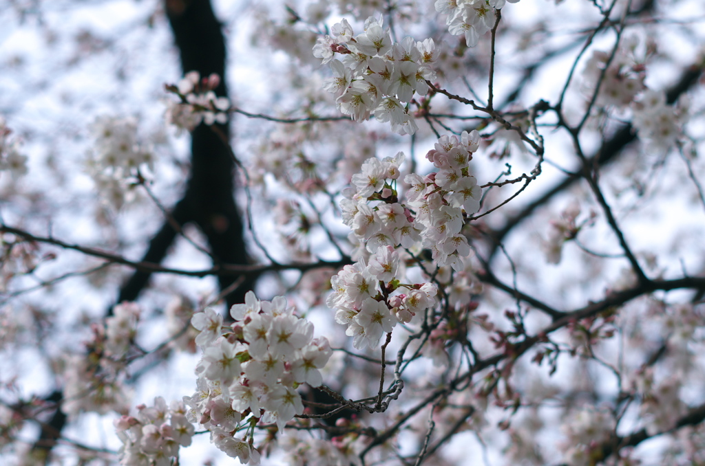 30-3-27sakura5