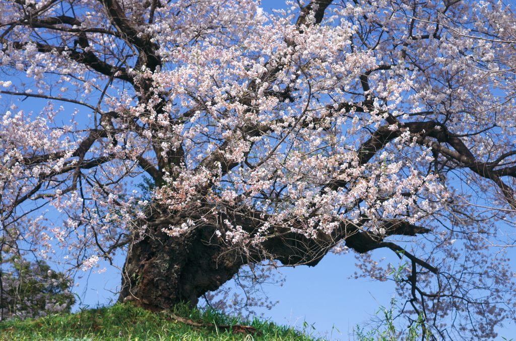 gyojinsakura3