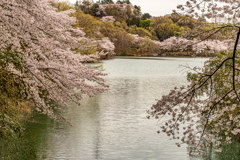 水辺と桜3