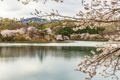 水辺と桜1