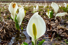 水芭蕉