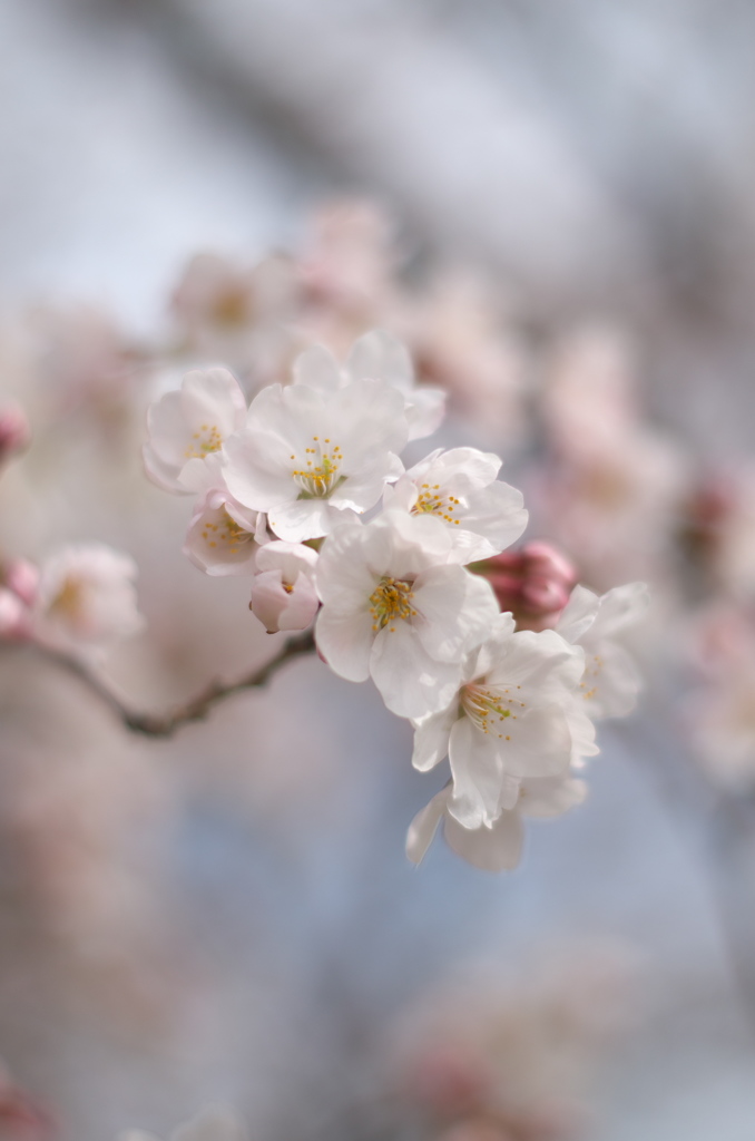 30-3-27sakura2