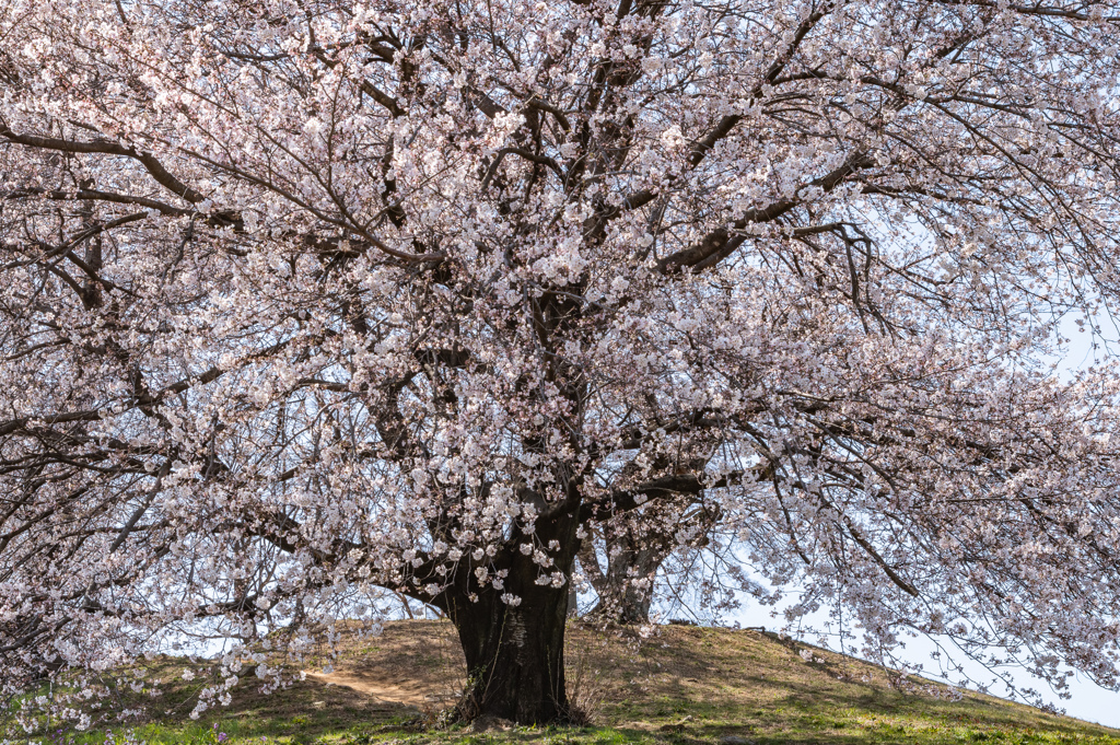 古墳の老桜1