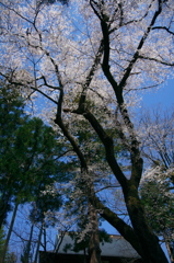 sorinji sakura