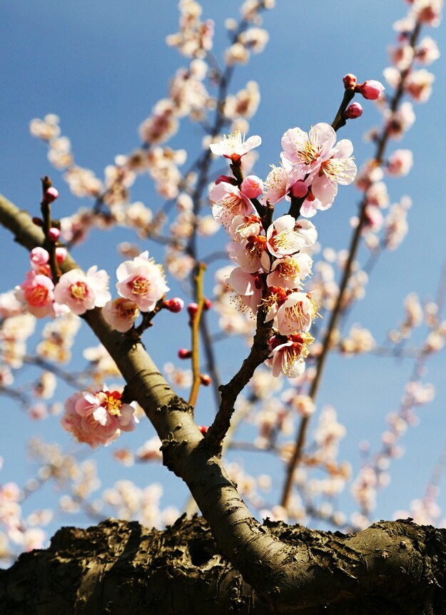 ume2