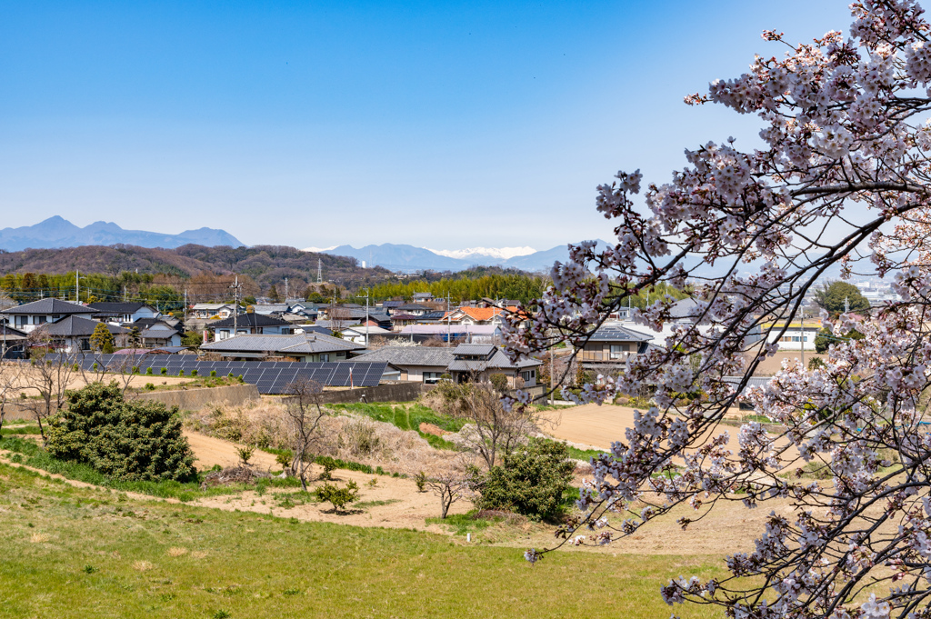 古墳の老桜2