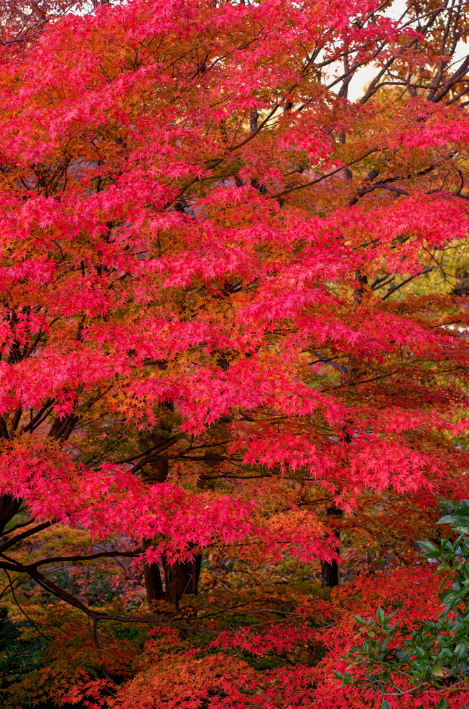 桜山2018h