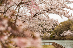 水辺と桜4