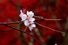 桜山2018j