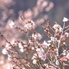 huyuzakura2