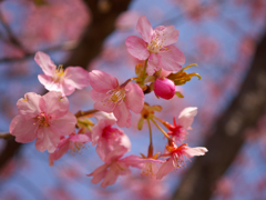 k-sakura6