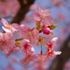 k-sakura6