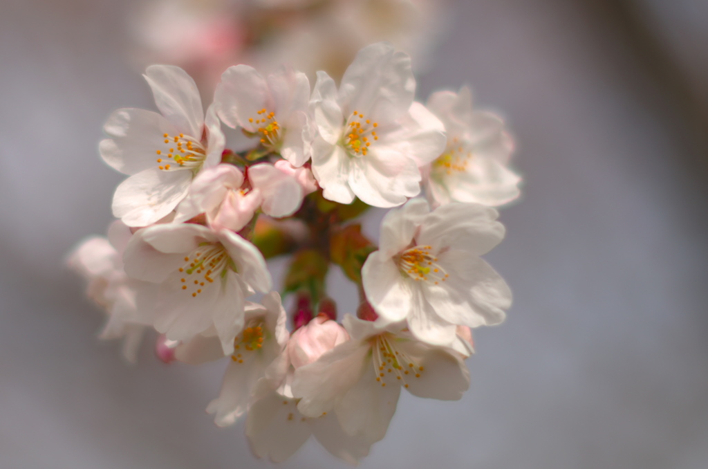 30-3-27sakura1