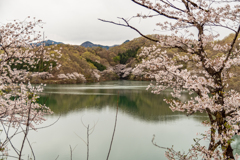 水辺と桜5