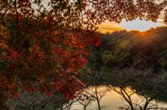 夕陽ともみじ3