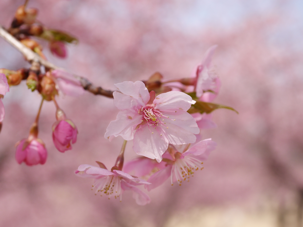 k-sakura4