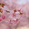 k-sakura4