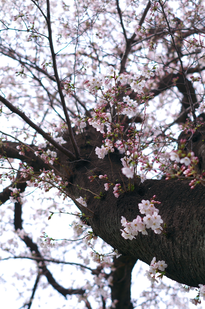 30-3-27sakura4