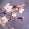 huyuzakura1