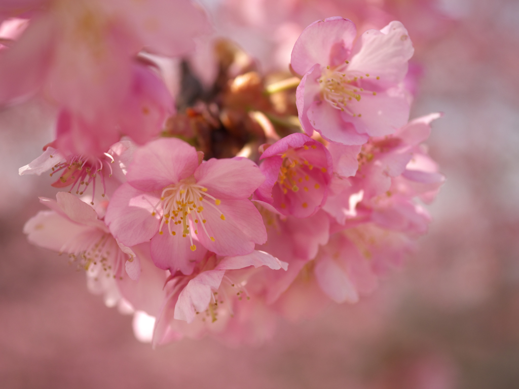 k-sakura3