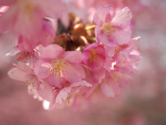 k-sakura3