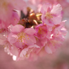 k-sakura3