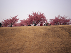 k-sakura1