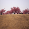 k-sakura1