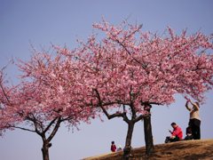 k-sakura5