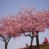 k-sakura5