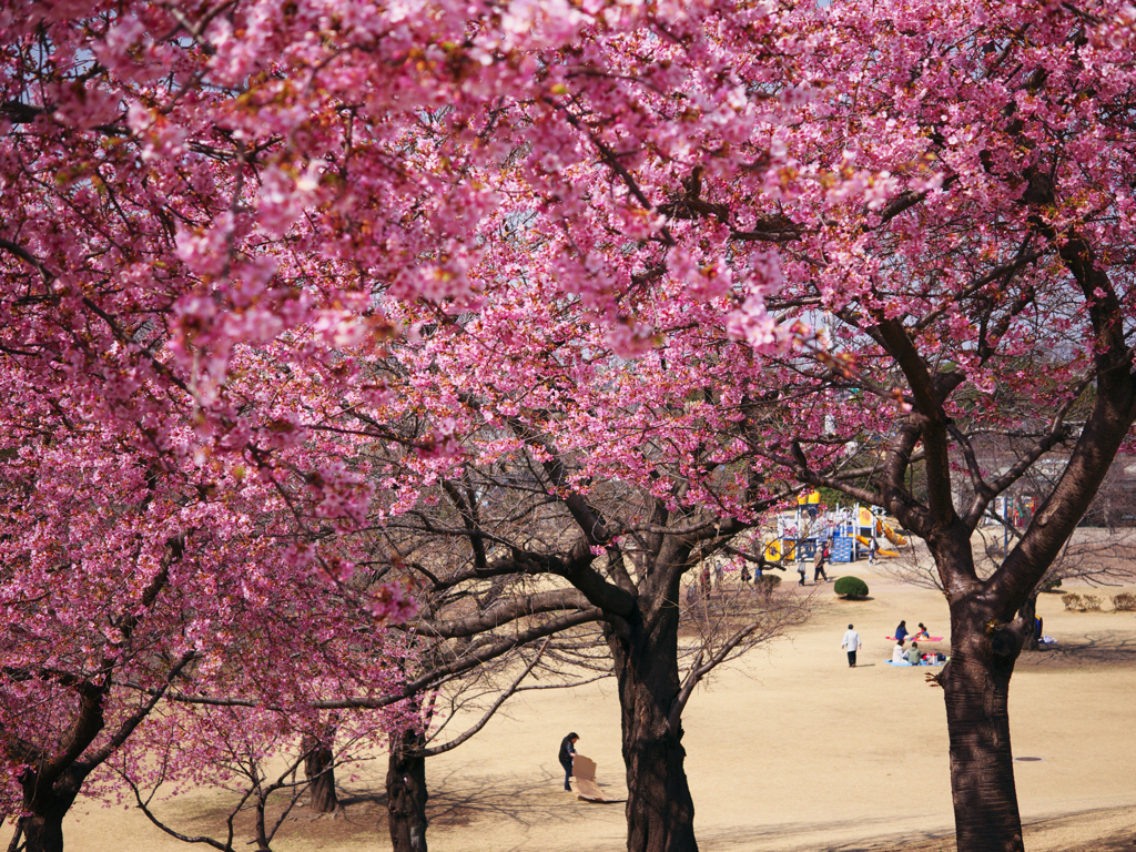 k-sakura7