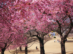k-sakura7