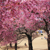 k-sakura7