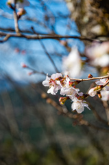 冬桜