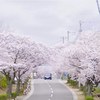 桜ロード