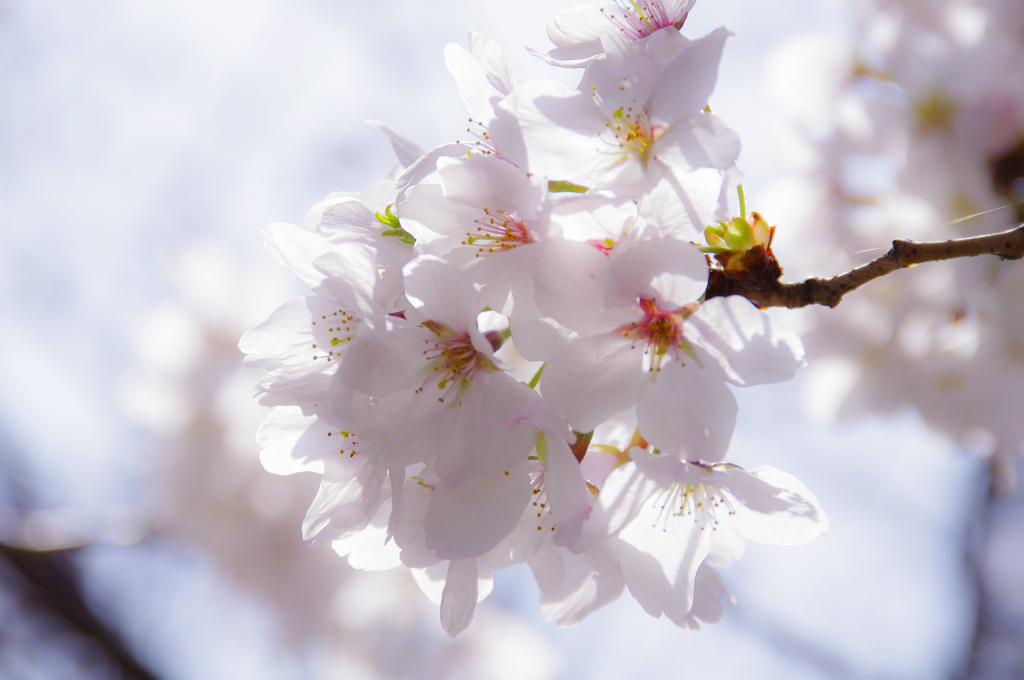 いつかの桜