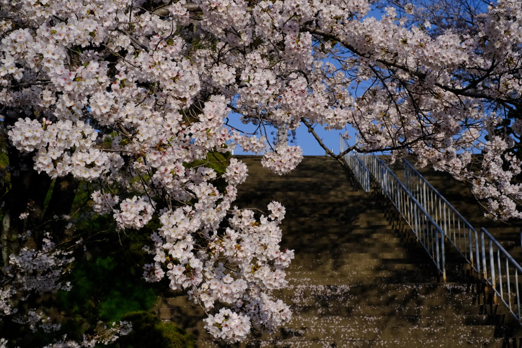 桜の階段上る嬉しさよ