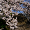 桜の階段上る嬉しさよ