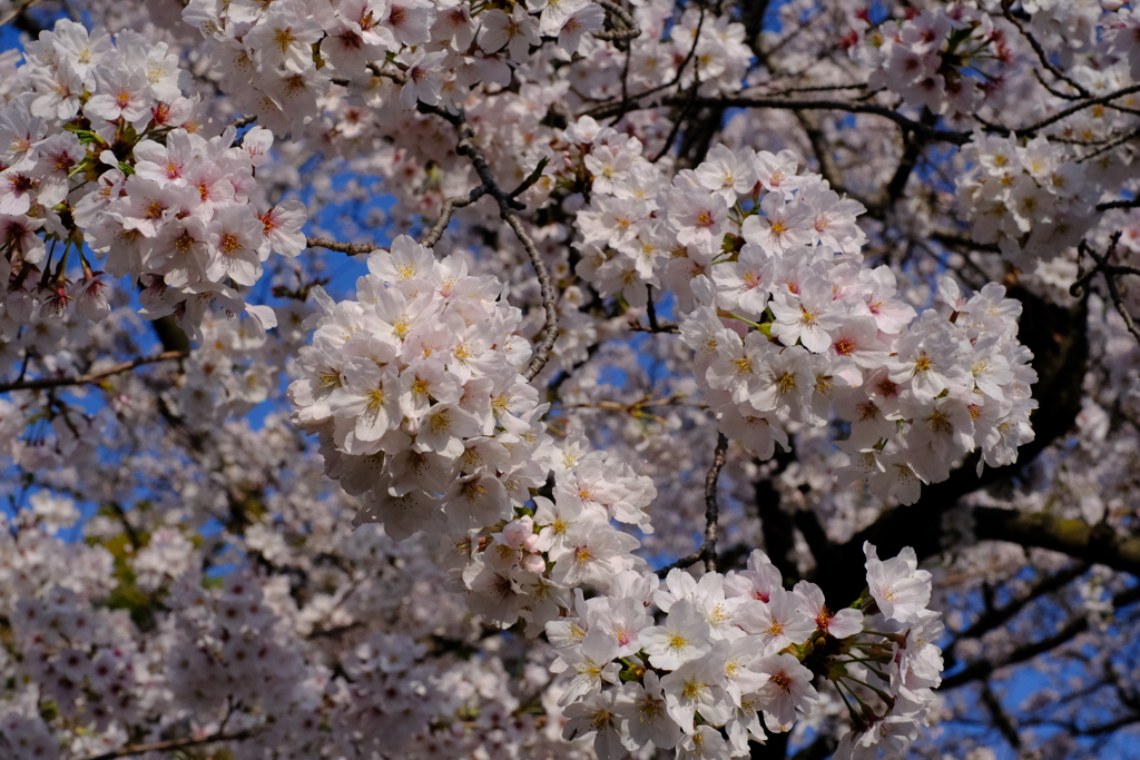 小枝埋め尽くす花びらかな