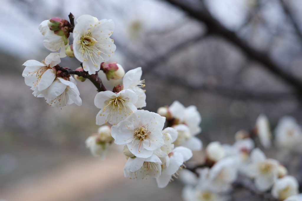 百花の魁