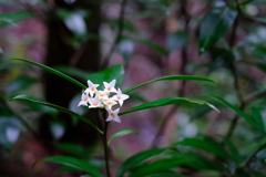 山の脇道に咲く花