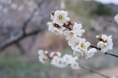 春待つ花