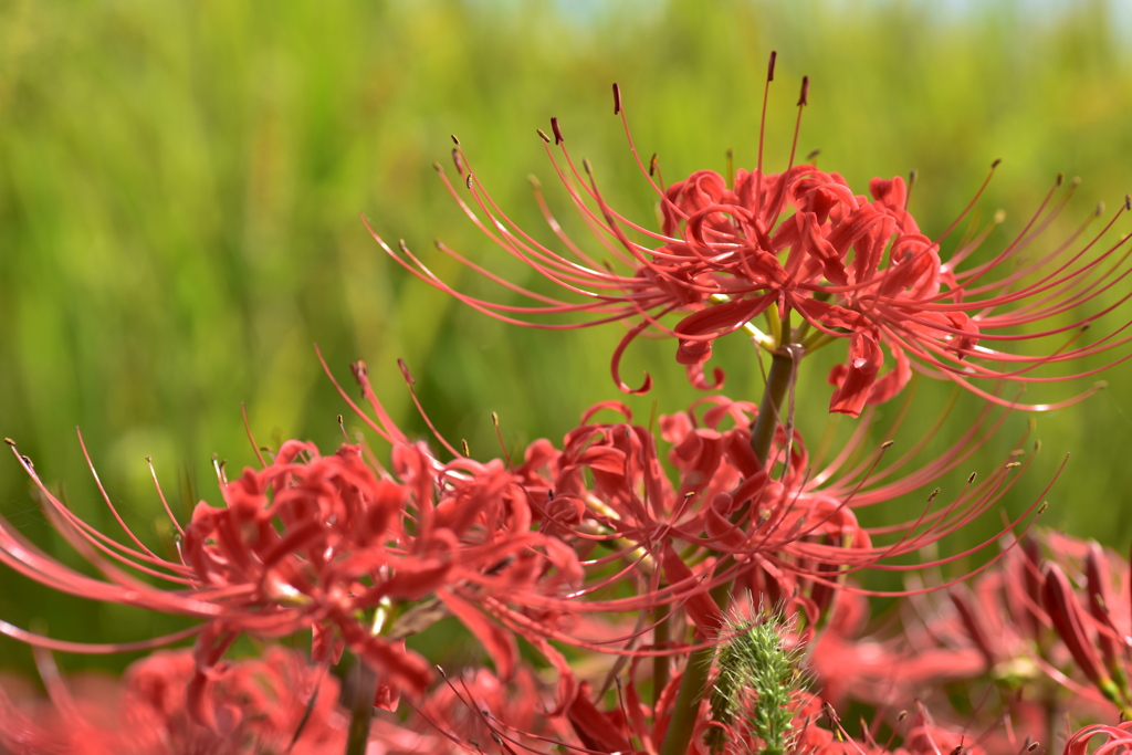 秋の花