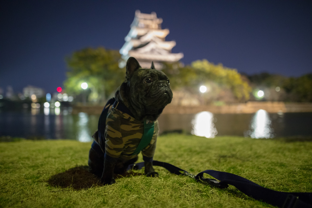 広島城で夜んぽ