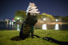 広島城で夜んぽ