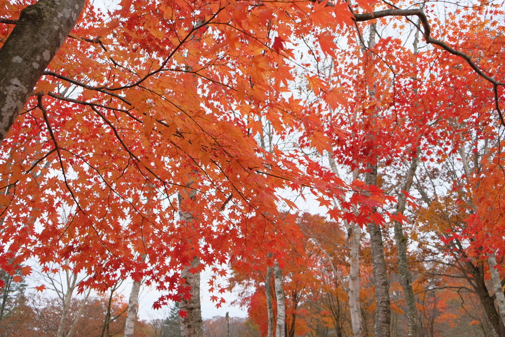 紅葉3